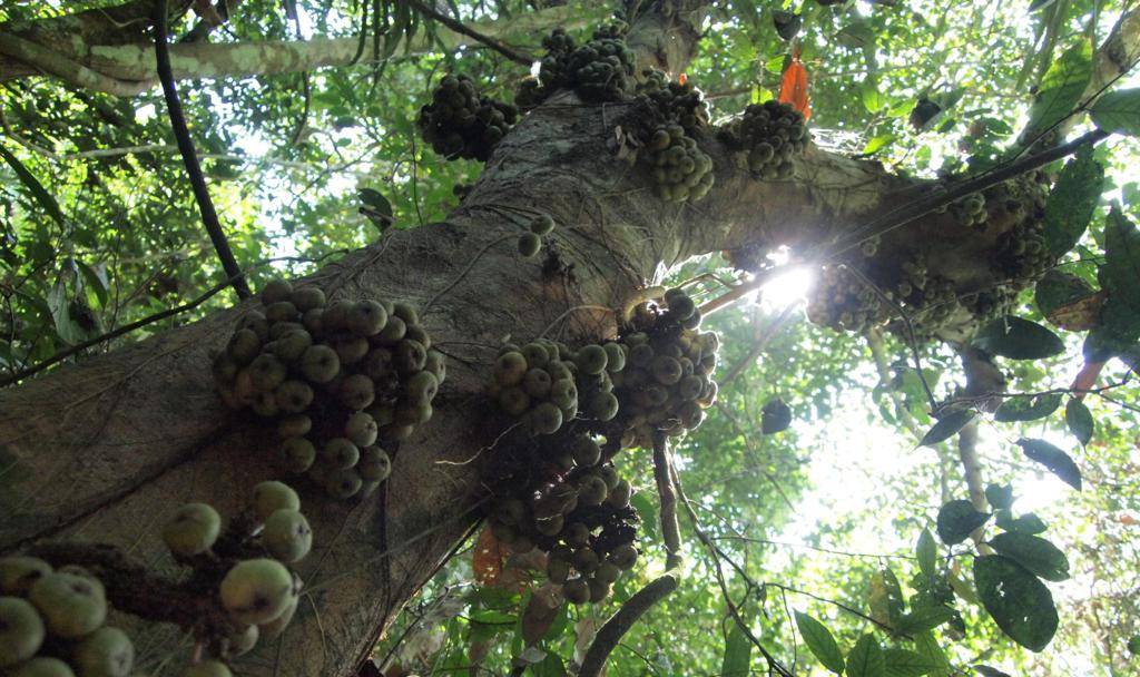 PJ-Los Banos Mount Makiling 20140422 Walk With Joel Palacpac Trail Returning Large Tree With Figlike Fruits On Stem2